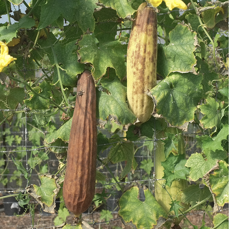 CENTRAL COAST LUFFA || BATHING CULTURE